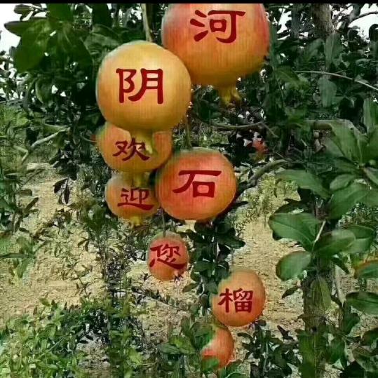 河阴软籽石榴，内饰装修