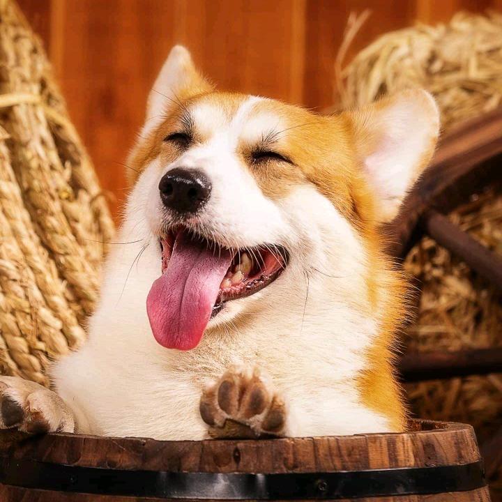 土狗