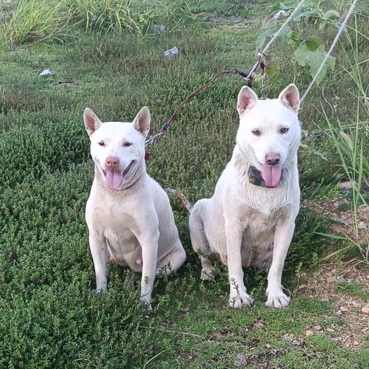 金哥 玩虫狗实战猎犬