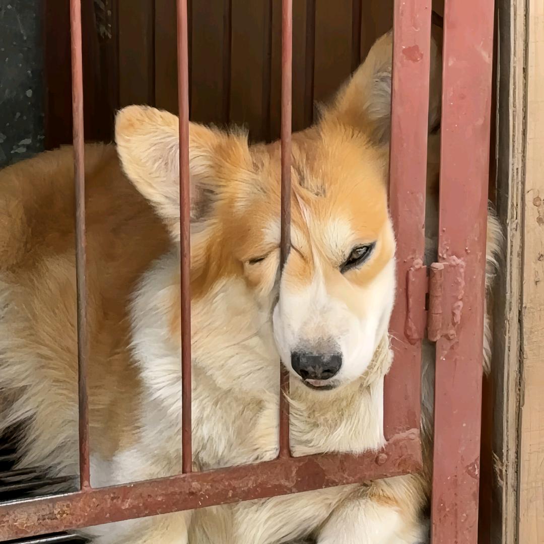 倒带