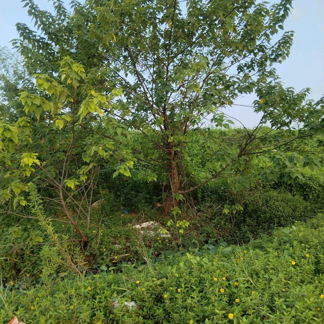 富贵花开