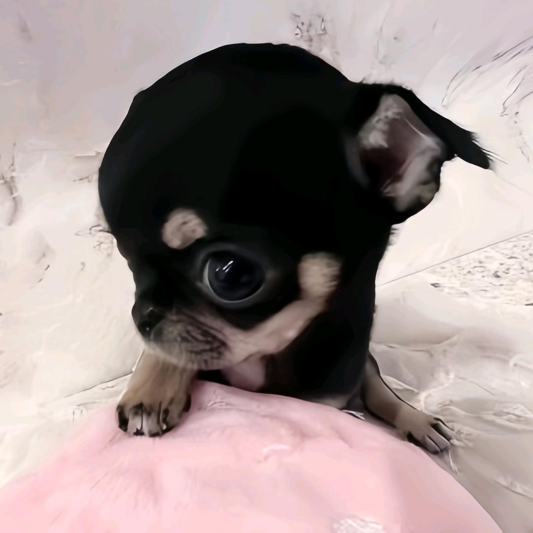 🐾ㅤ