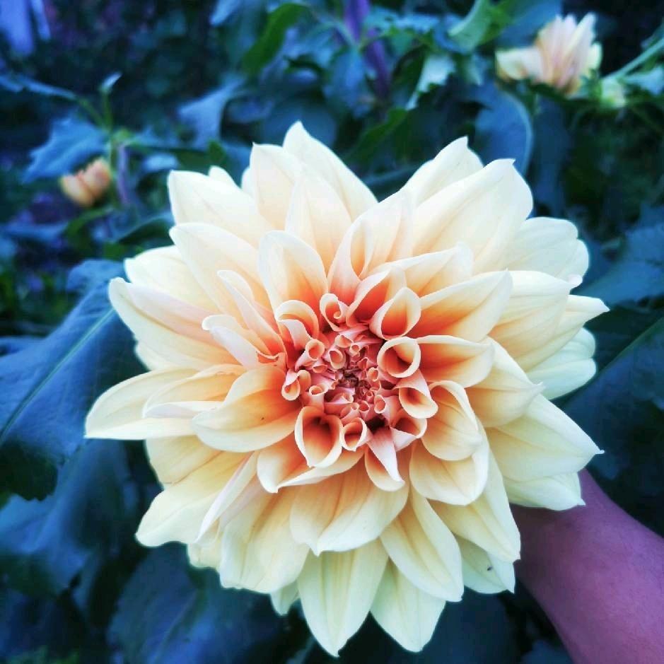 菜园子