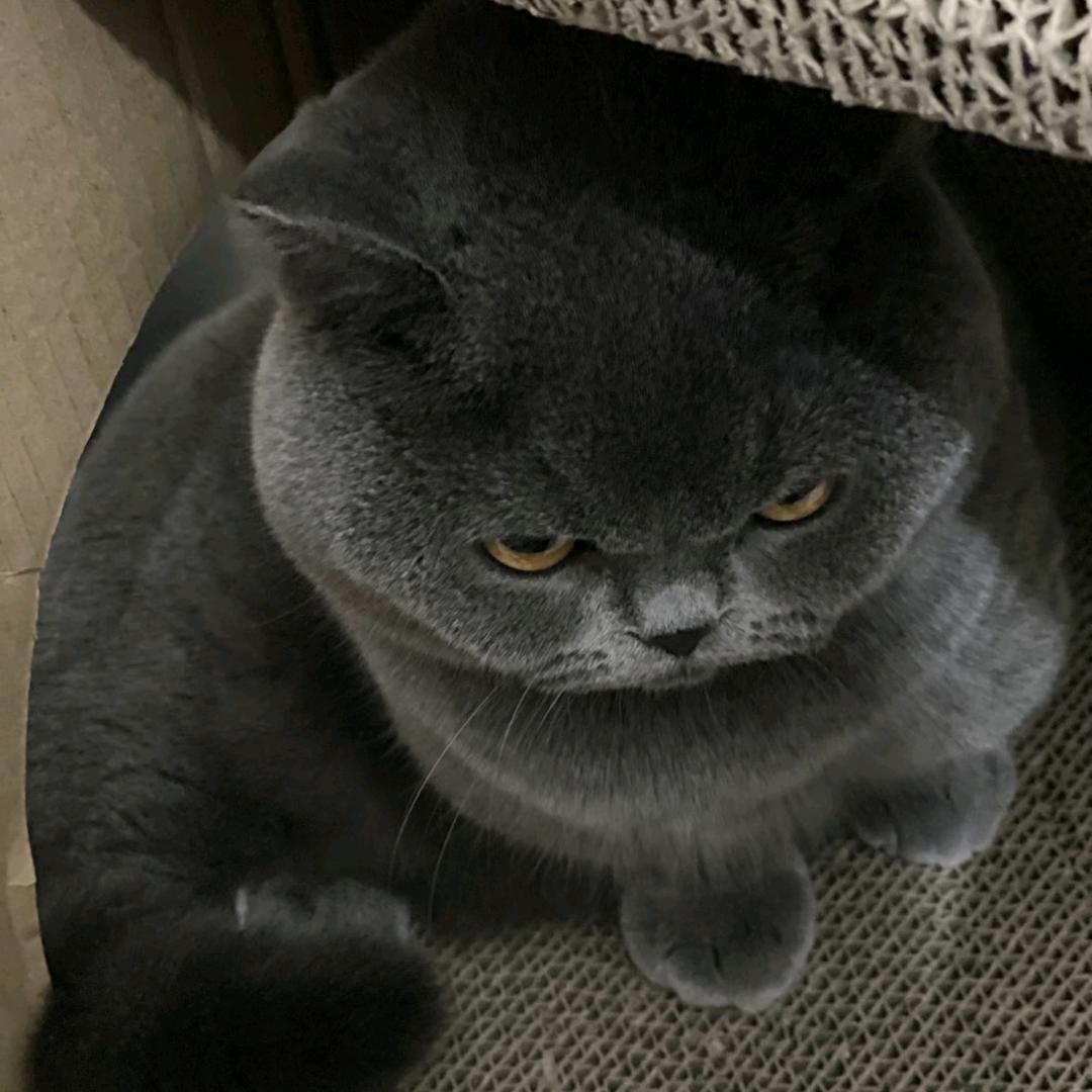 蓝喵有想法