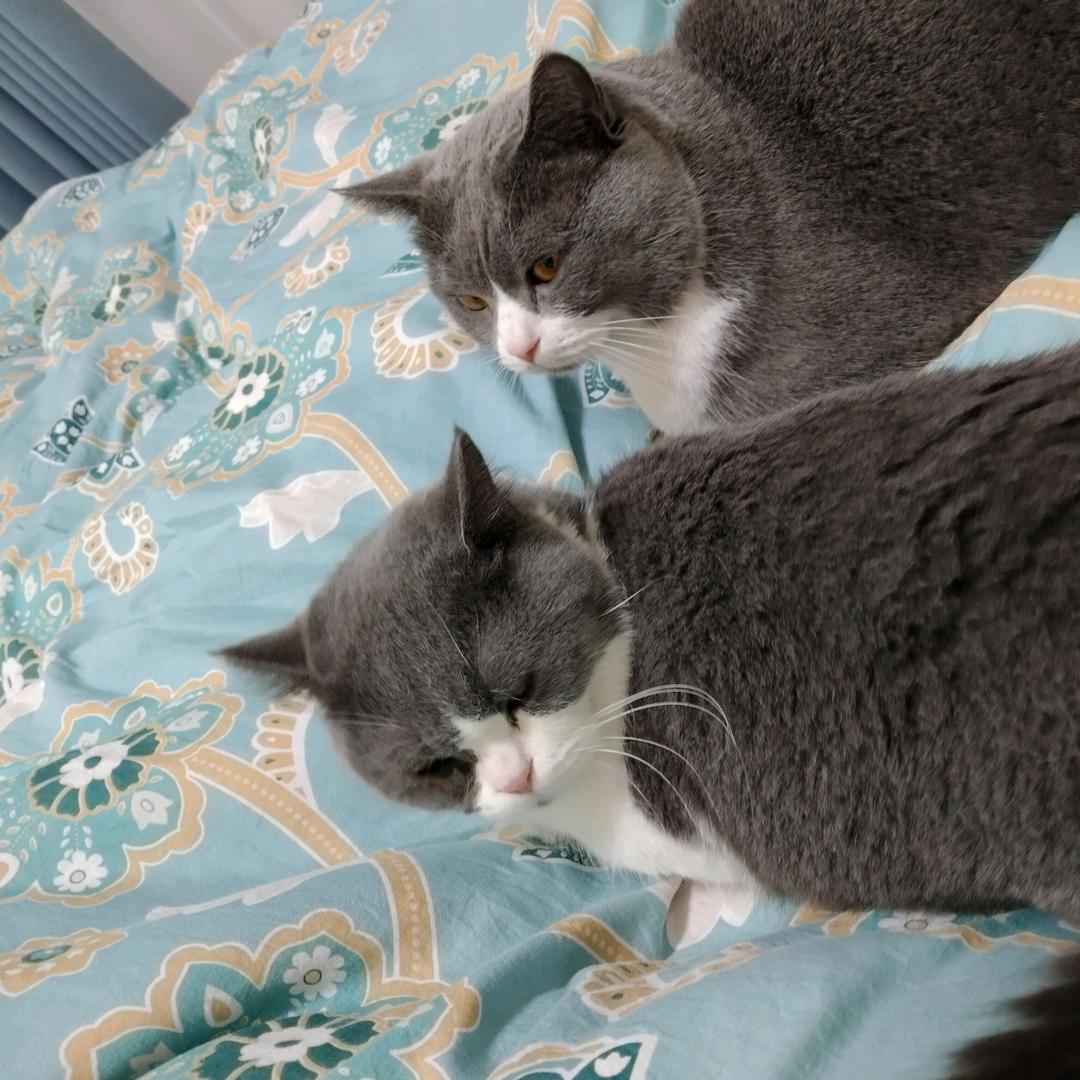 我是球球和夹心