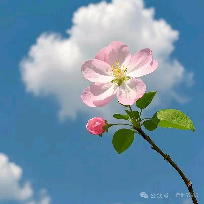 郑亚平