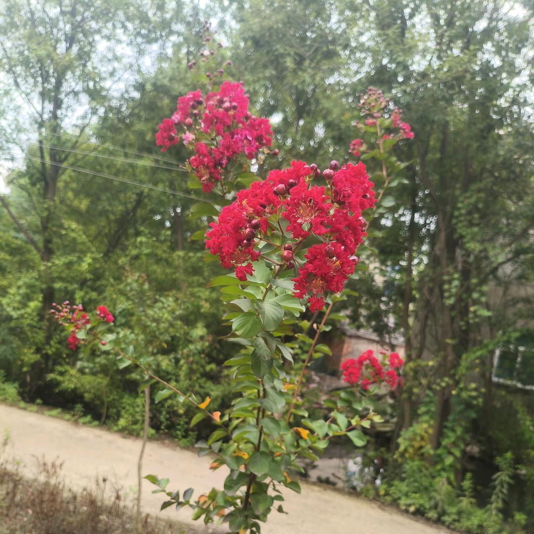 ❁⃘𖤣𖥧*ﾟ.阿华❁⃘𖤣𖥧*ﾟ