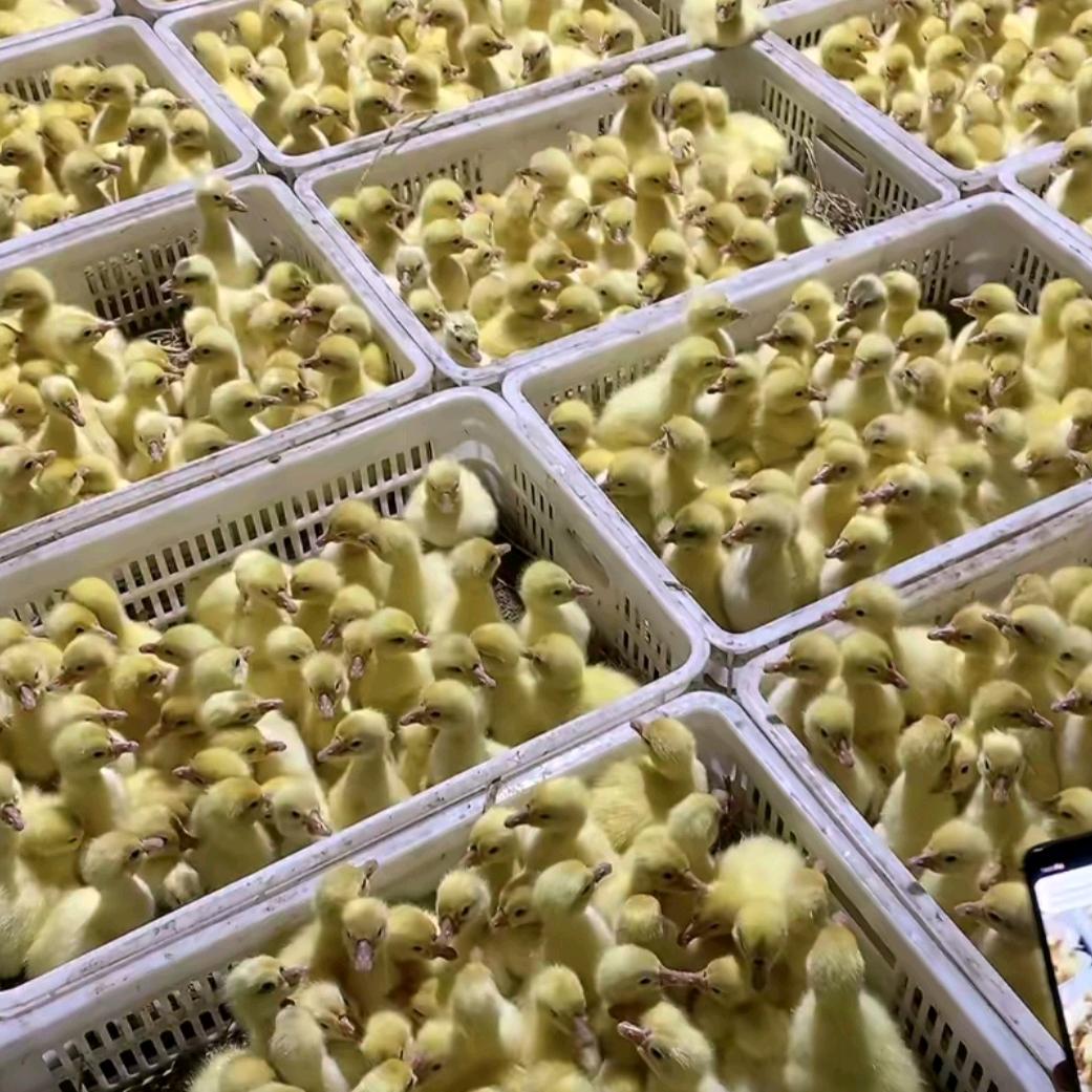 大型鹅苗孵化基地5号