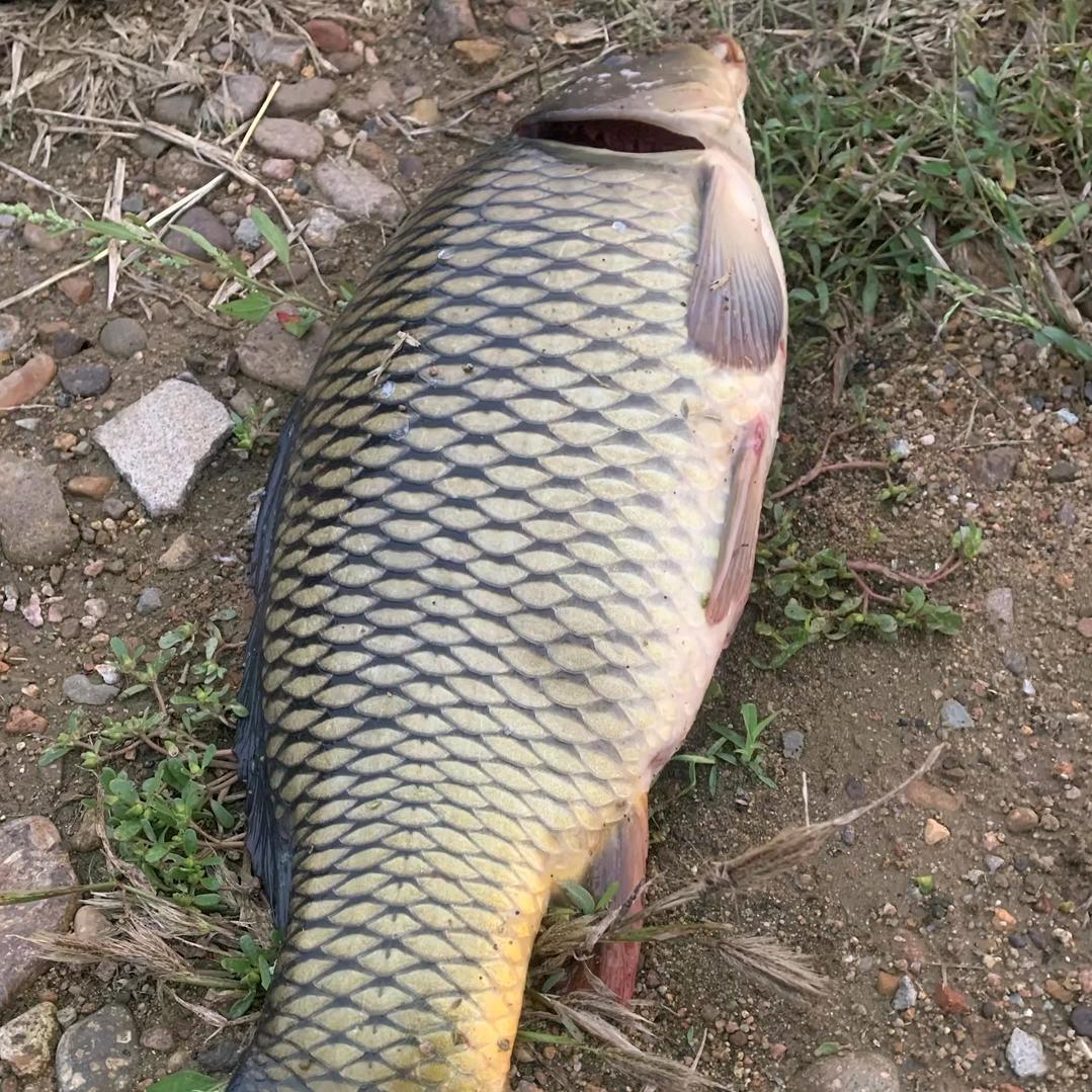 石家庄野钓（韩氏）
