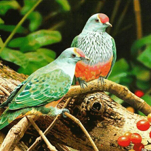 🧛‍♀️鸟语花香