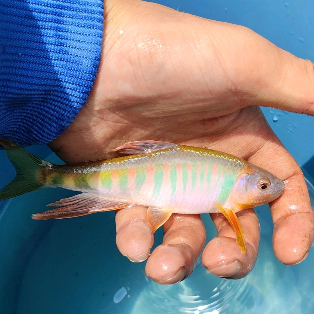 🌈溪流浪子🌈