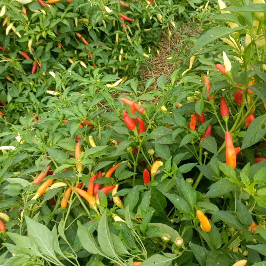不望初心