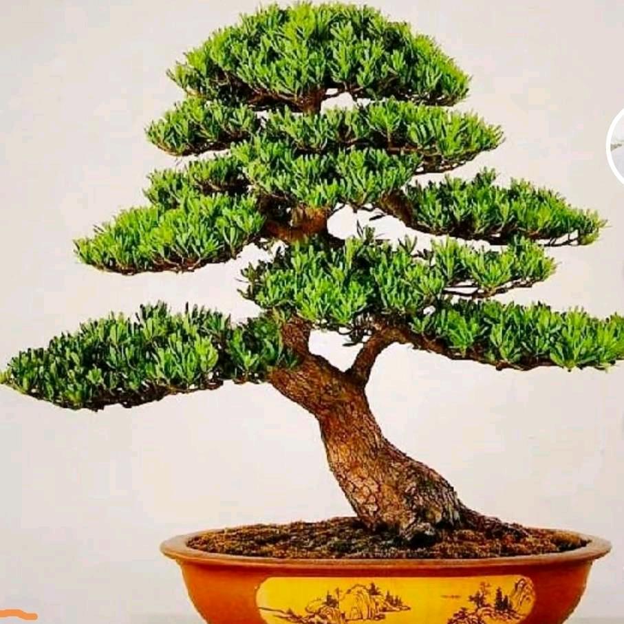 阳光下的常青