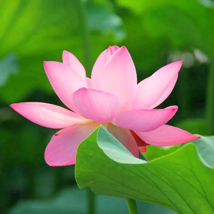 一生有你