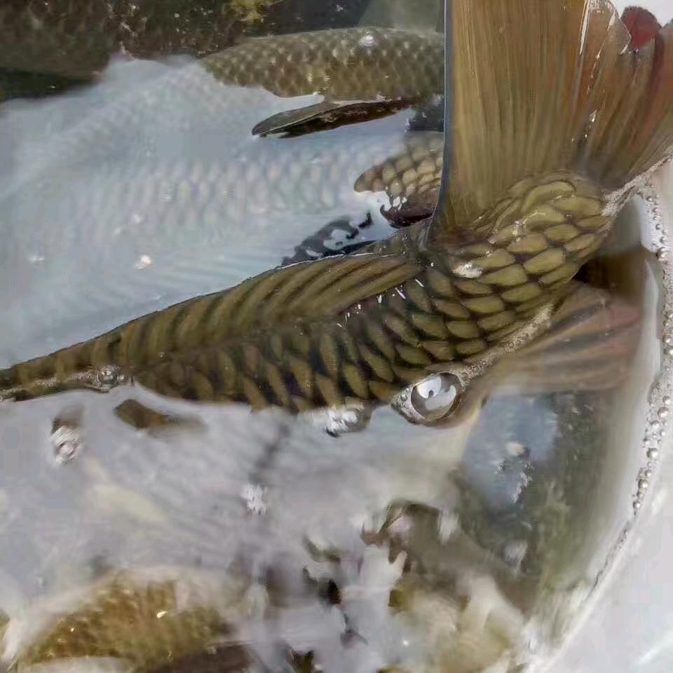 游钓局__局长
