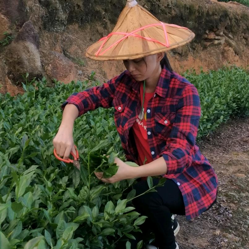 安溪茶姑娘