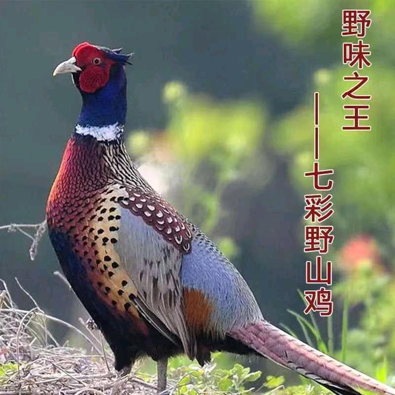 张掖山鸡哥