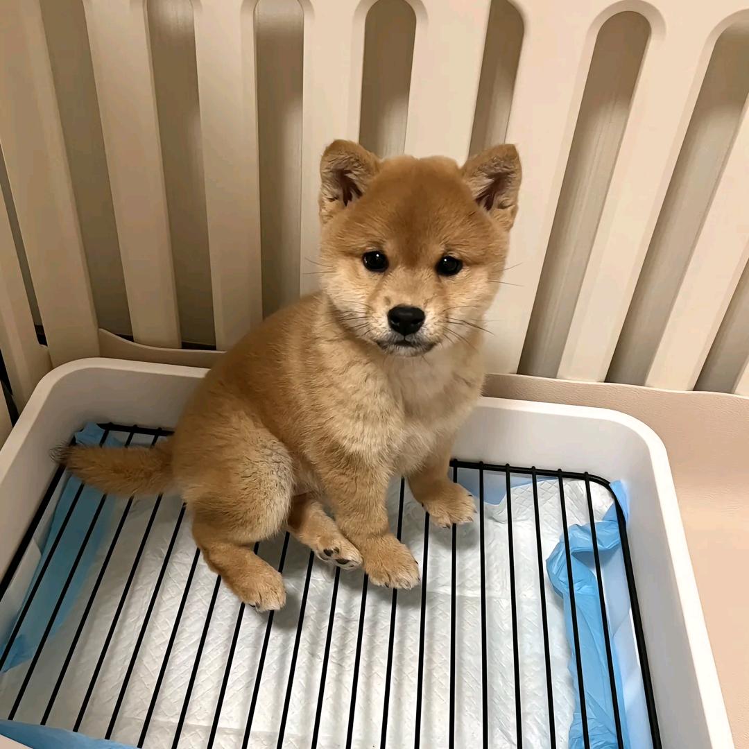 帅宝带你逛鹤岗