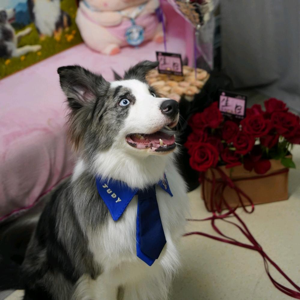 今天是憨憨的憨总😏