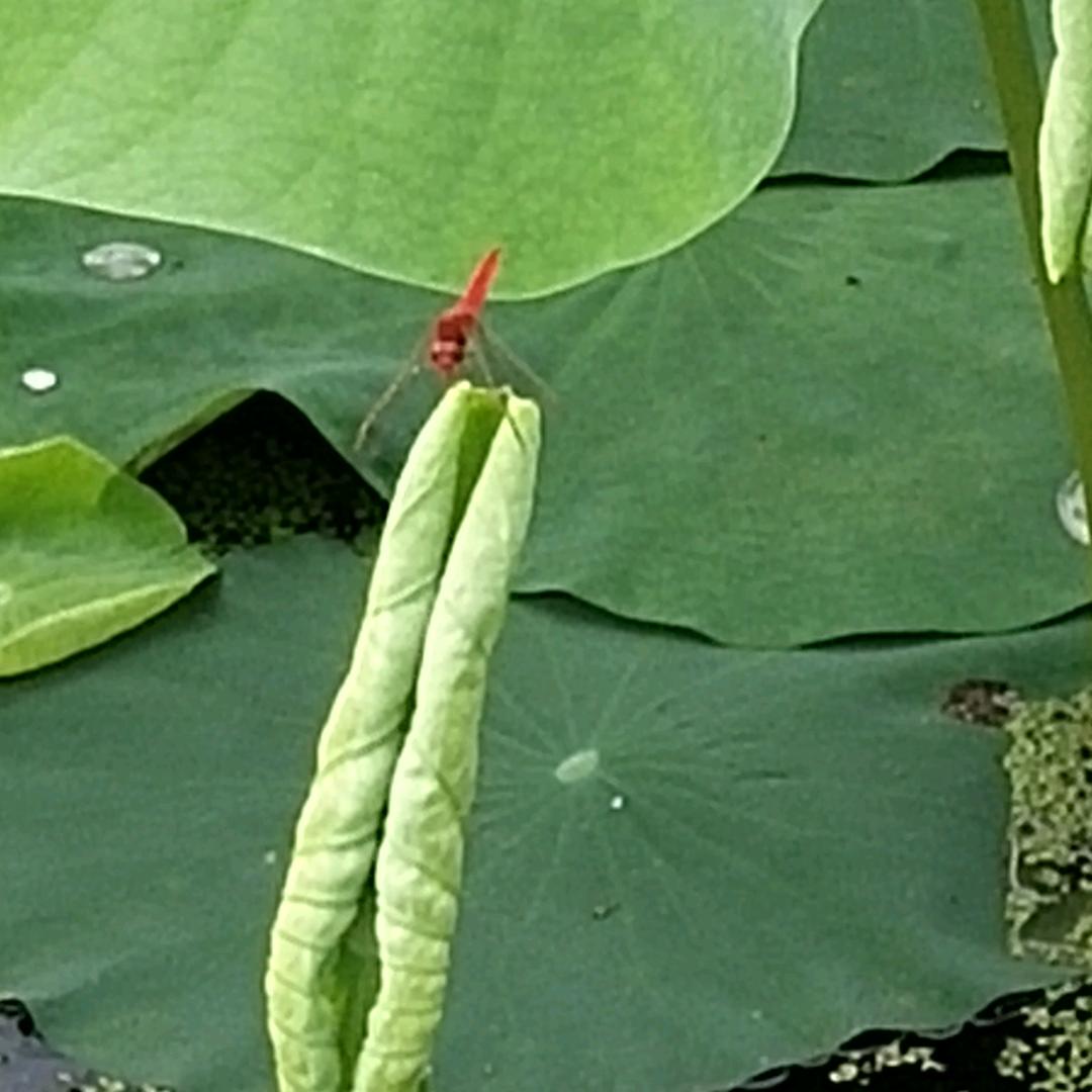 财神爷的关门弟子