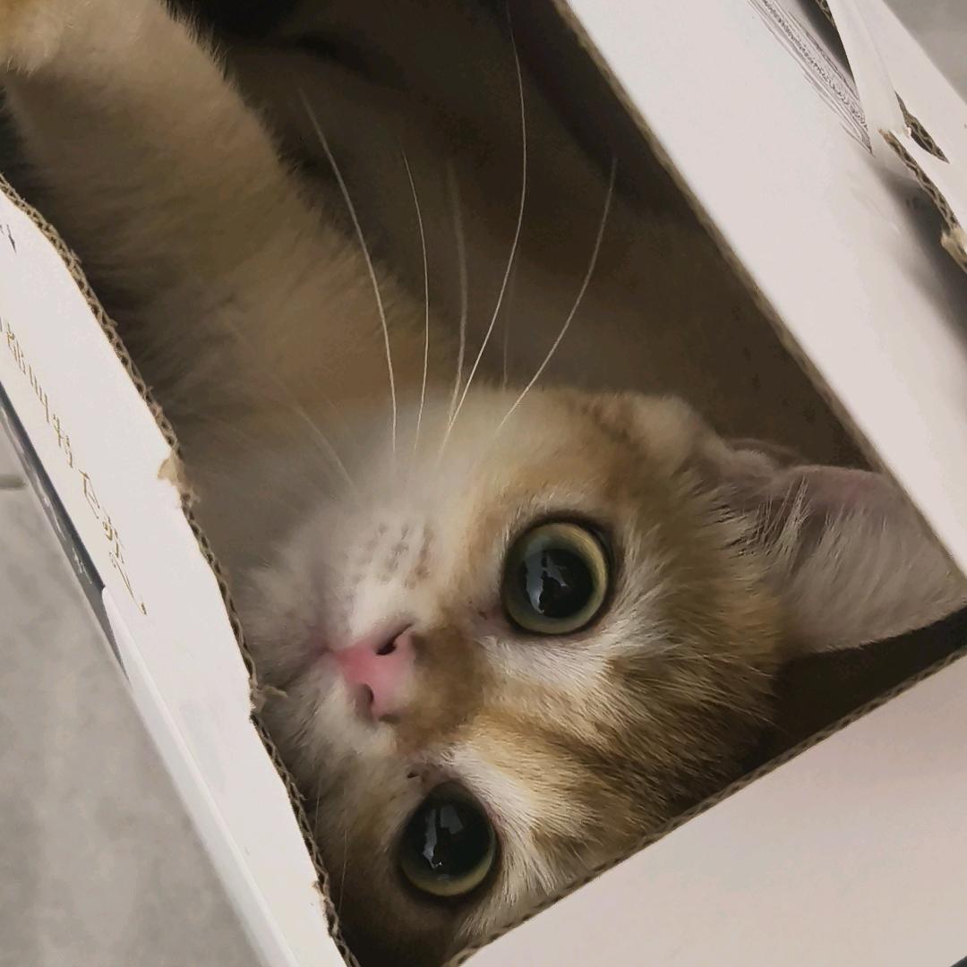 二条肥嘟嘟