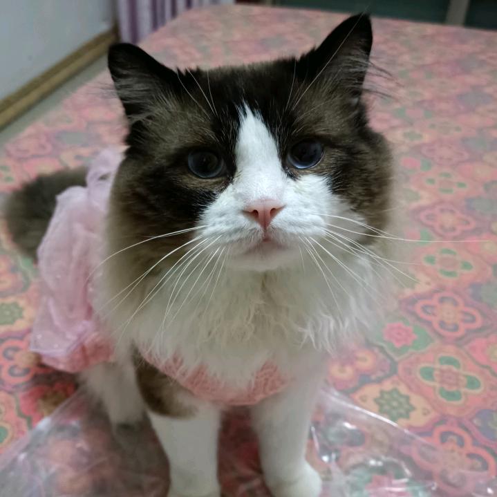 大喵