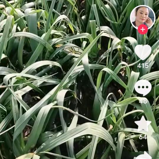 zhang