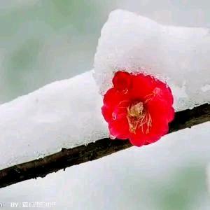 坚强的女汉子（单身73牛）🌱🌱🌱