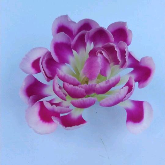 笑如魇