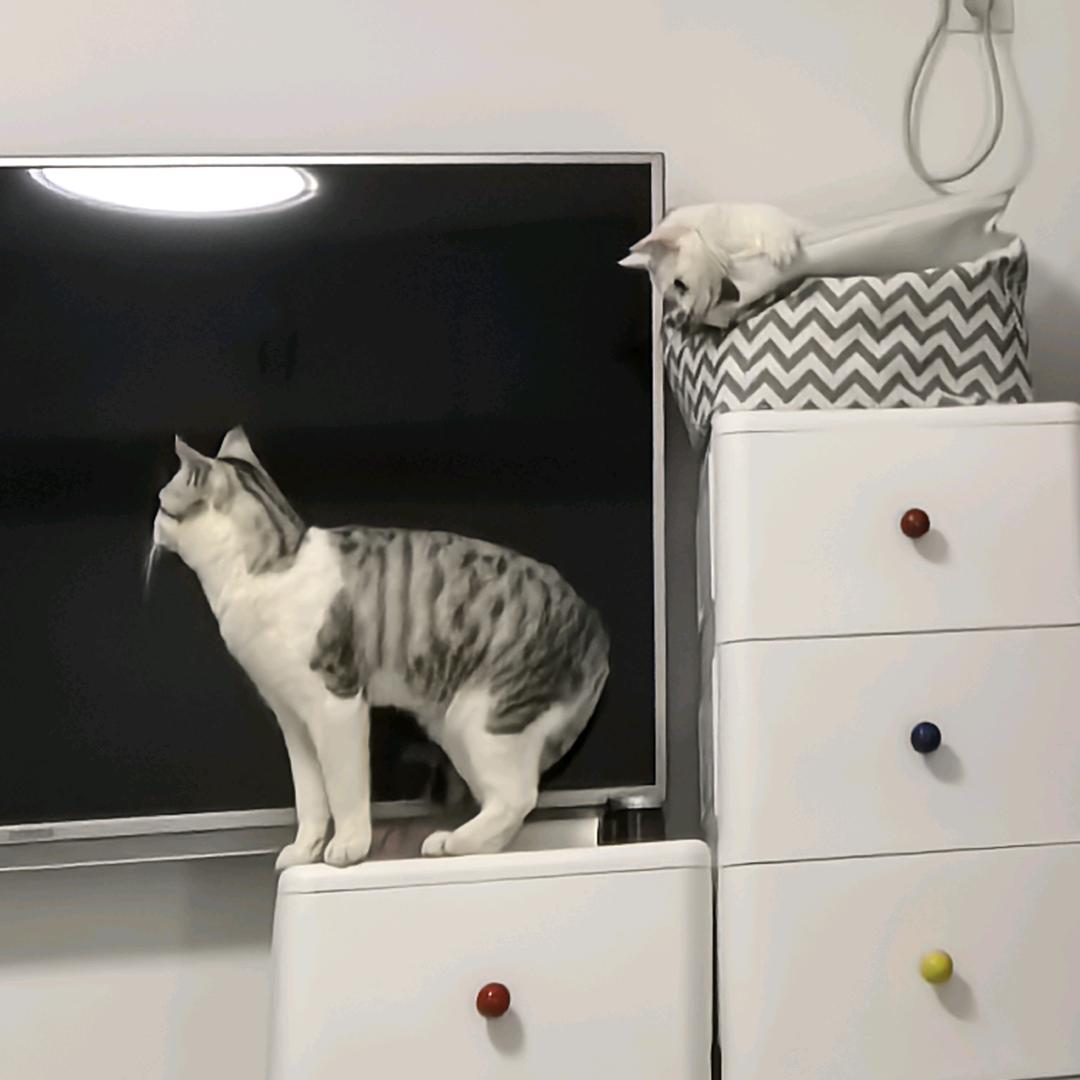 萌单