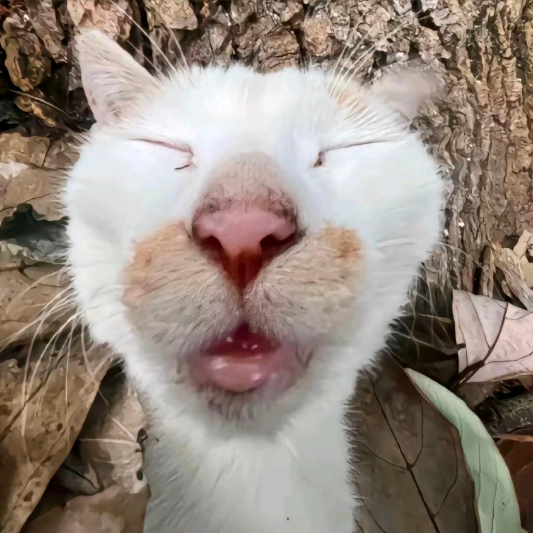 晨秋
