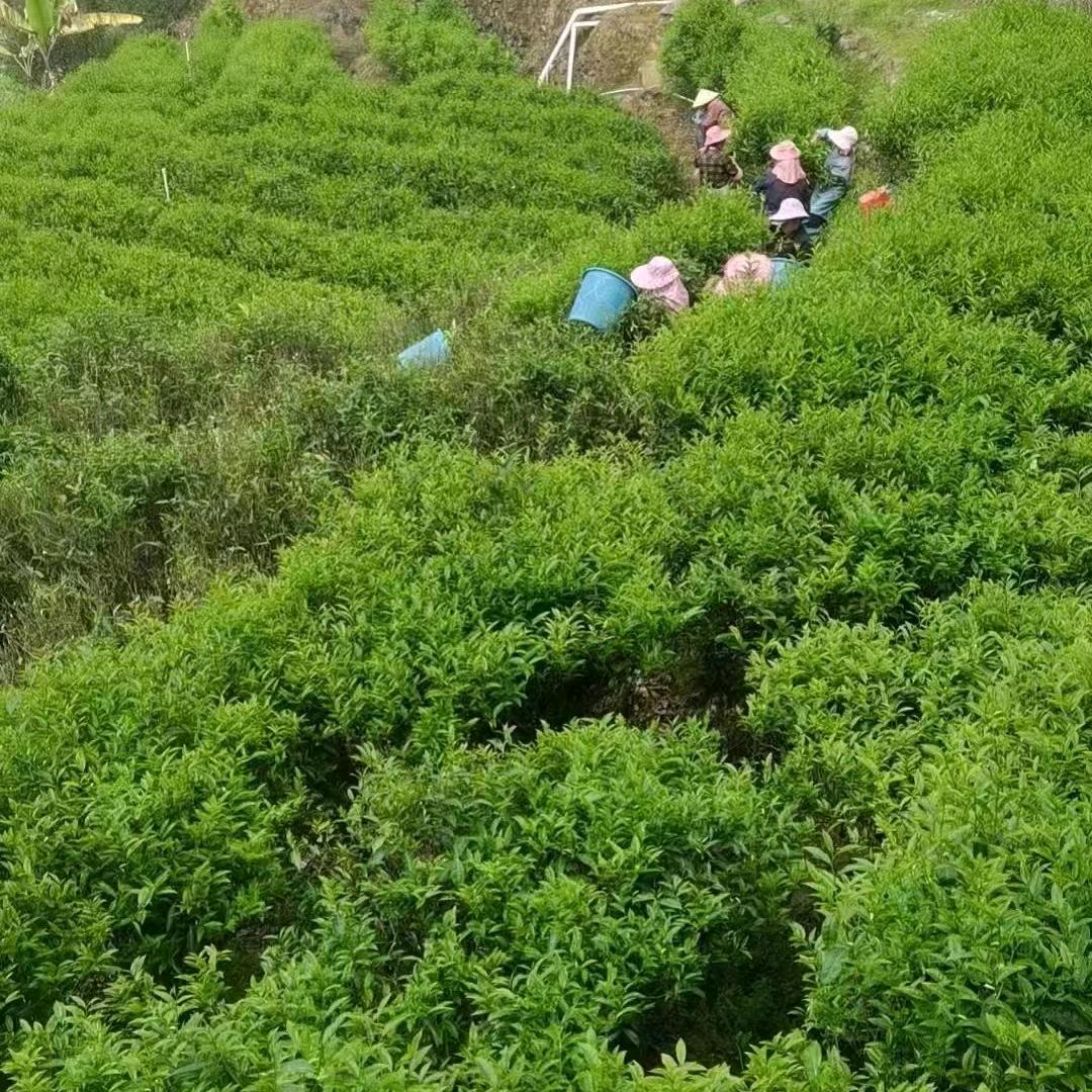 业余大叔（劉兄)