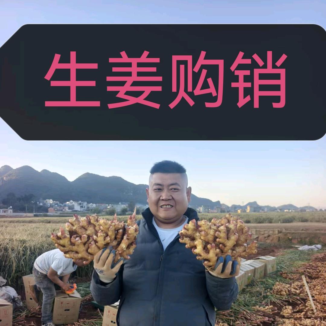 山东苗山小黄姜