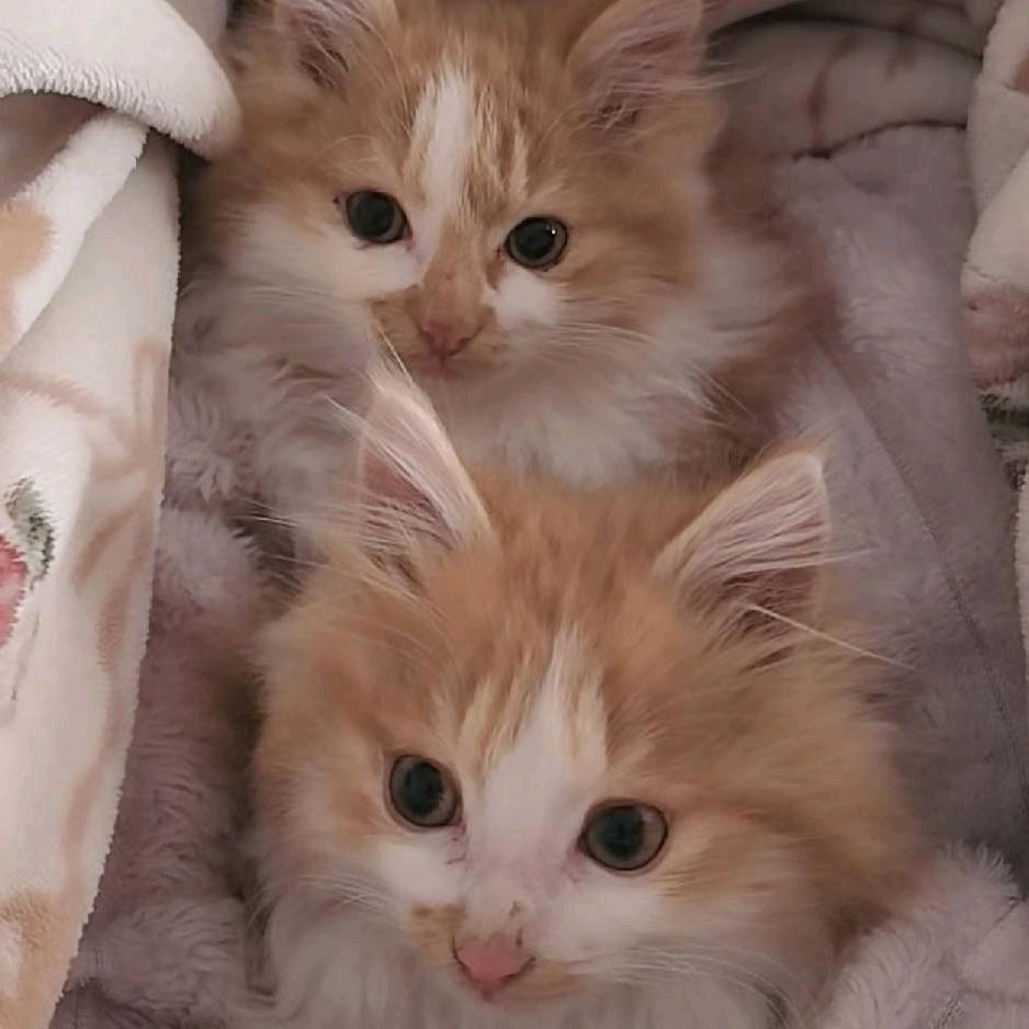 温柔，不是姐的范