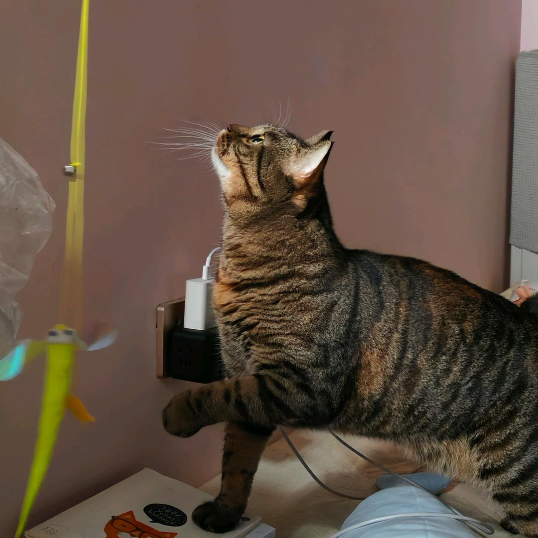 长安是只混血梨