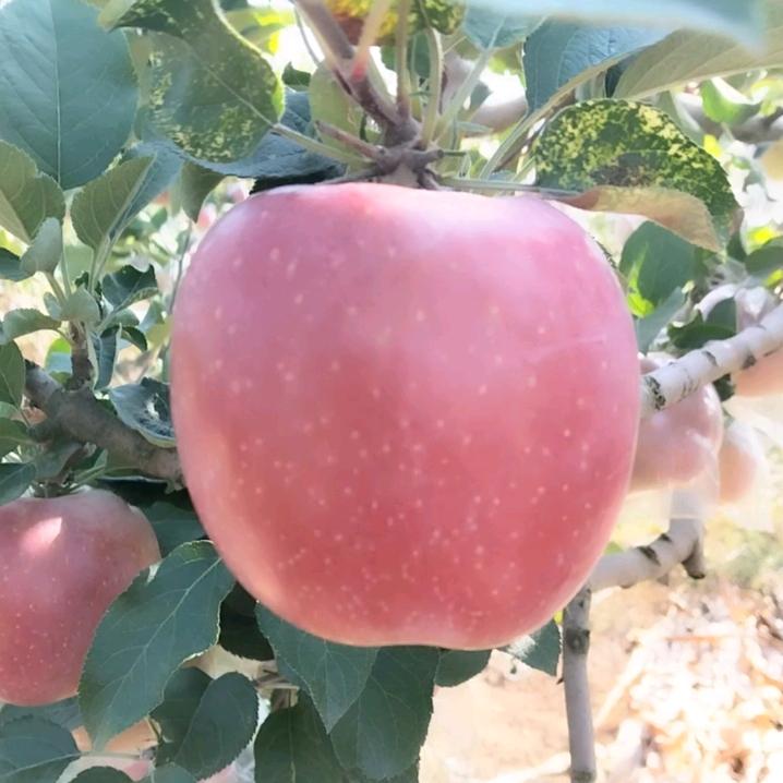 苹果红了🍎