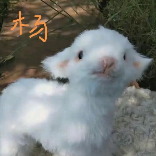 小小羊