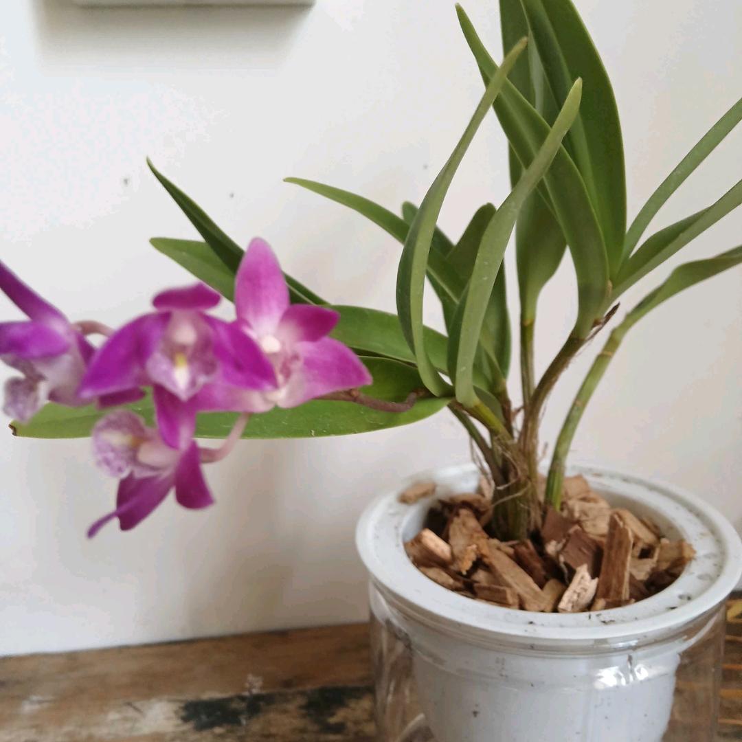 花妹