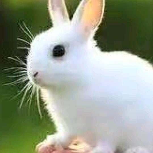 🐇紅尘玉兔🐇
