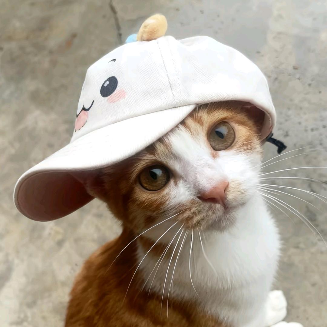 楮藏