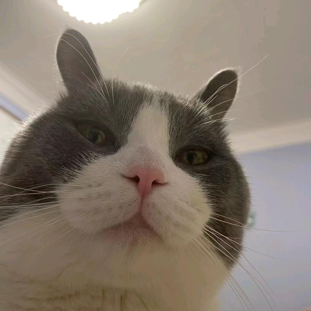 孙富贵的霸总日记