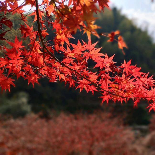 手机用户60003045424