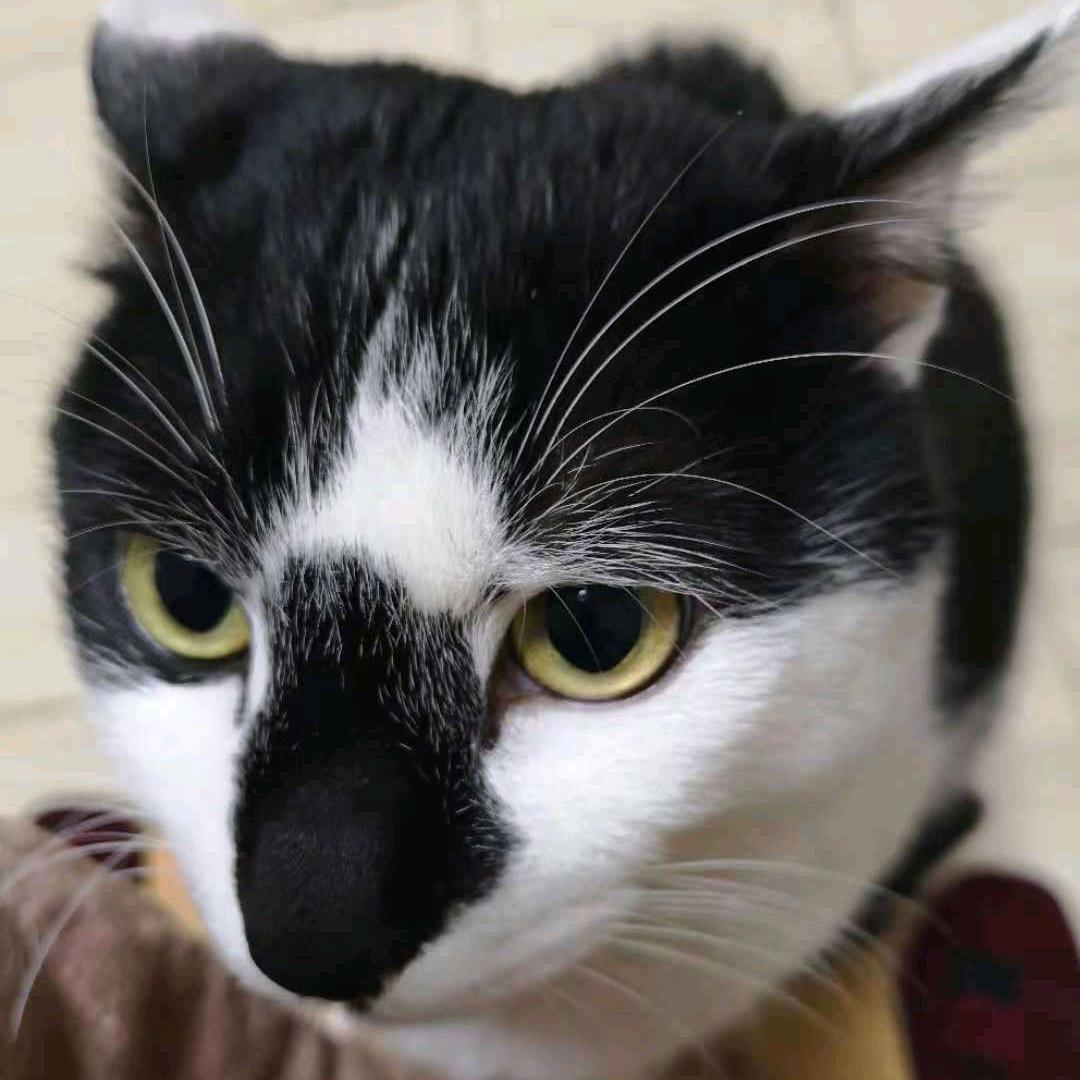桐语猫meme