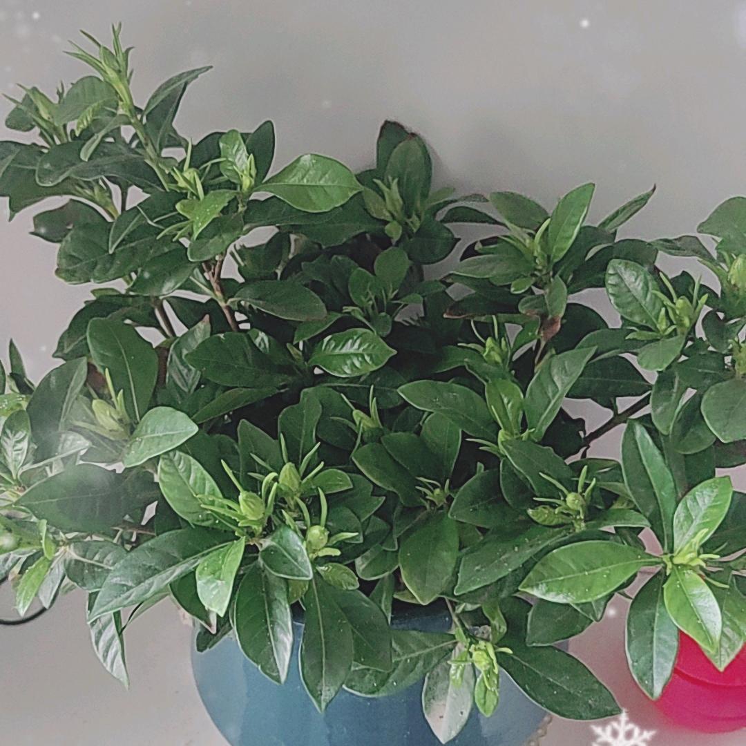 《清晨》