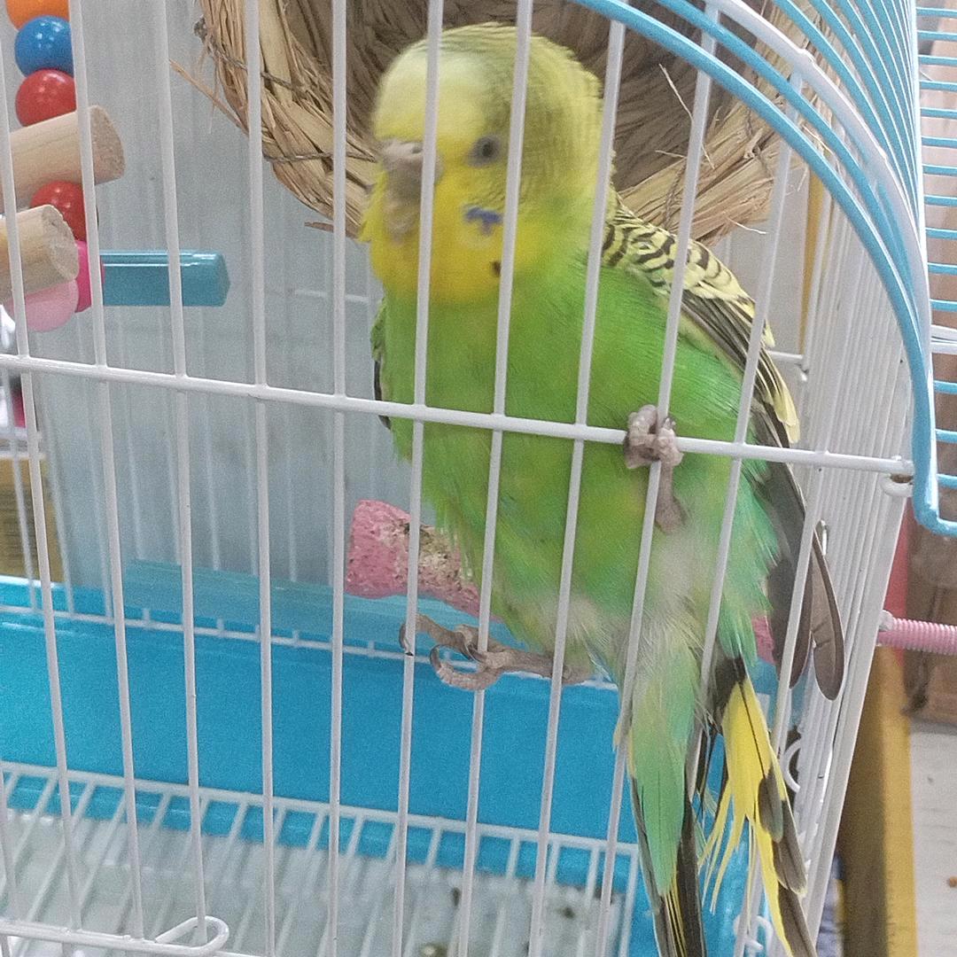 忘情水
