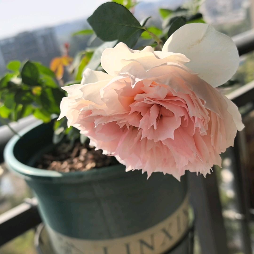 花🌸非花
