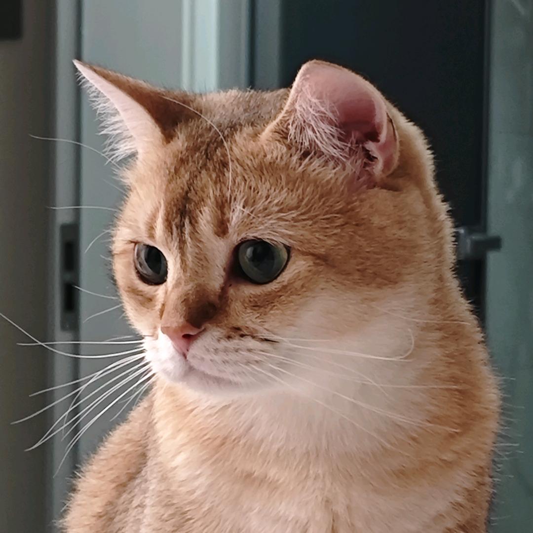 优秀小咪