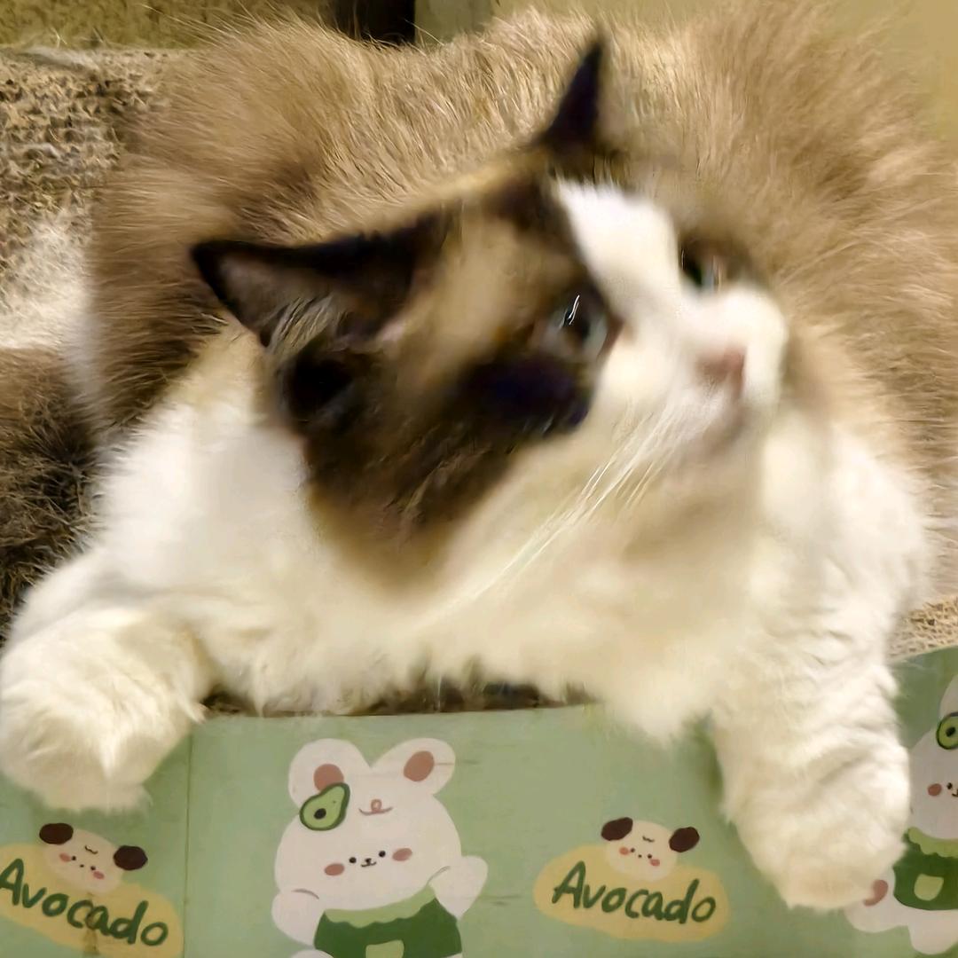 小猫碎碎念