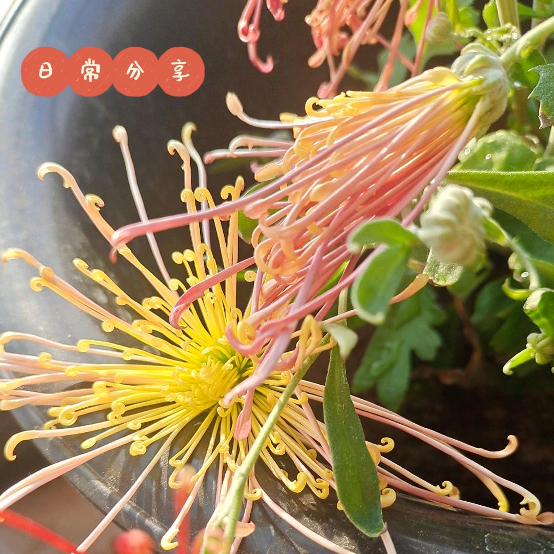 梦云花钱