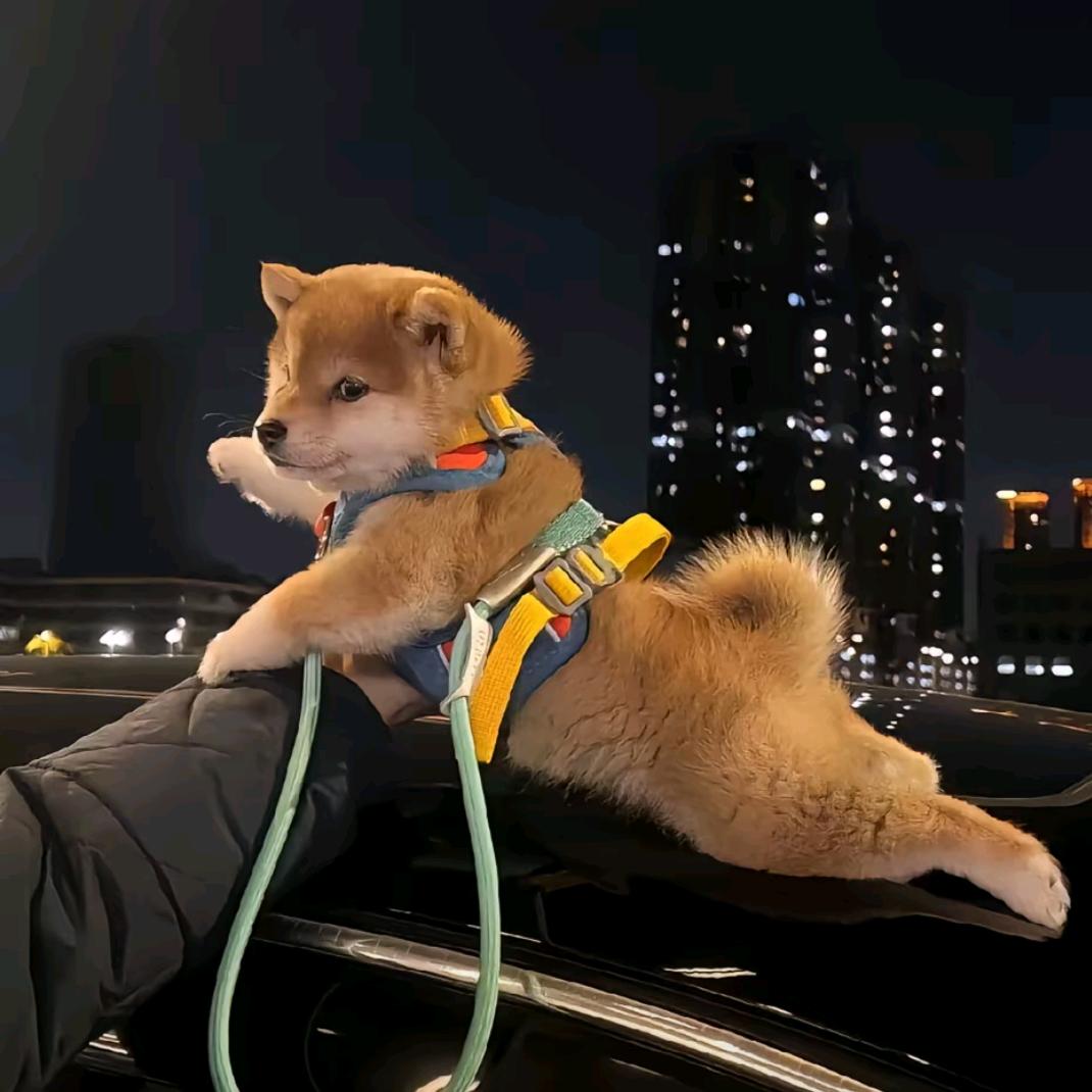 真的没吃饱
